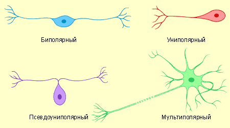 Различные типы нейронов