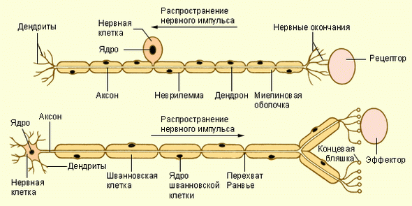 Строение сенсорного и моторного нервов