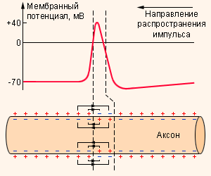 Передача сигнала по аксонам