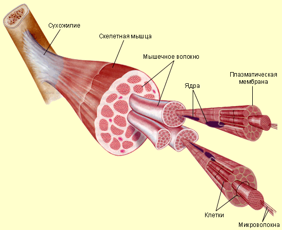 Строение мышцы