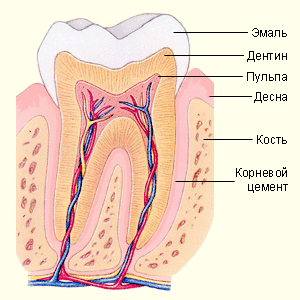 Строение зуба млекопитающего