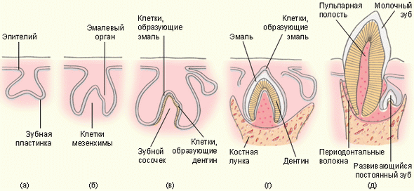Стадии развития зуба