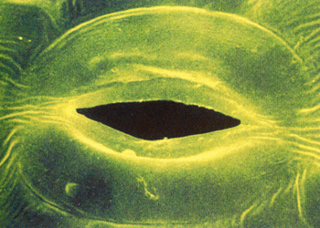 Устьице (под электронным микроскопом)