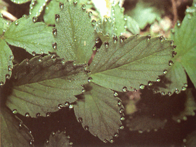 Под действием корневого давления вода выделяется через устьица листьев
