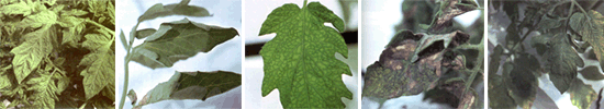 Недостаток различных минеральных веществ на примере листьев томата. Слева направо: контрольный образец, растения, страдающие от недостатка меди, марганца, цинка, хлора