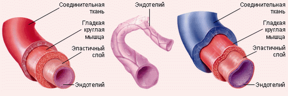 Циркуляторные системы у животных