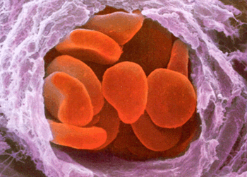 Кровеносный капилляр (под электронным микроскопом)