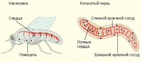 Кровеносные системы беспозвоночных
