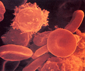 Красные и белые кровяные клетки