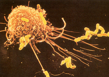 Фагоцит уничтожает бактериальные клетки (на фотографии выделены ярко-жёлтым)