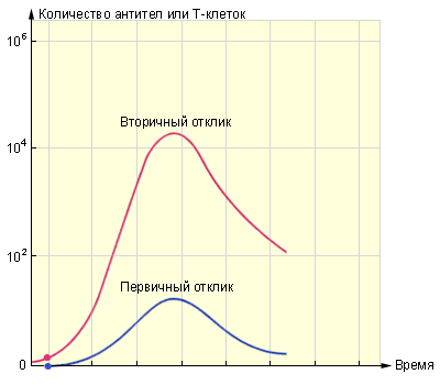 Первичный и вторичный отклики. На графике видно, что организм, один раз уже боровшийся с инфекцией, во второй раз реагирует быстрее и более мощно