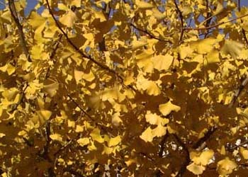 Перед листопадом в листьях скапливается большое количество абсцизовой кислоты