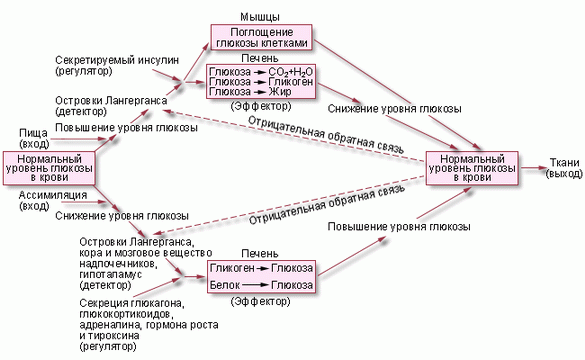 Общая схема регуляции глюкозы в крови