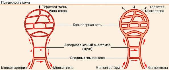Регуляция кровотока в коже