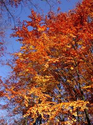 Характерная окраска осенней листвы связана с накоплением в ней отходов жизнедеятельности