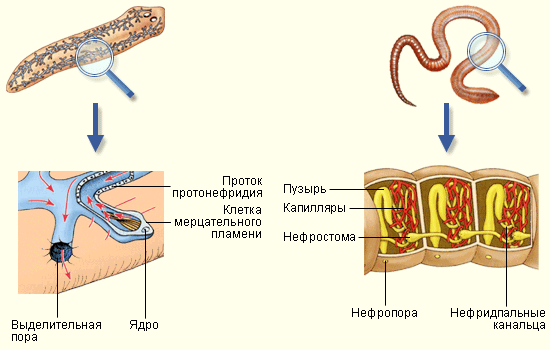 Выделительные системы плоских и кольчатых червей