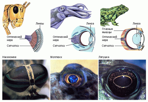 Различные системы зрения. Слева направо: насекомые, моллюски, позвоночные