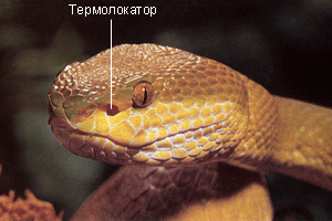 Термолокаторы змей