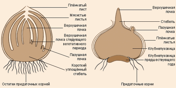 Луковица и клубнелуковица в продольном разрезе