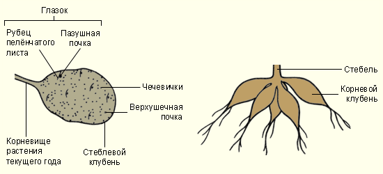 Стеблевой и корневой клубни