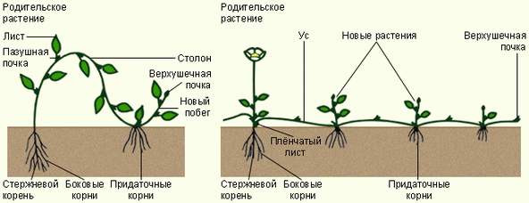 Слева направо: столон, ус