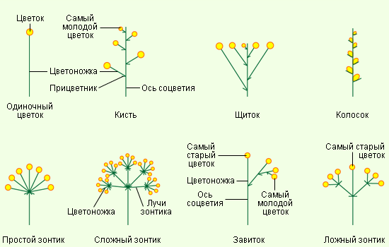 Типы соцветий