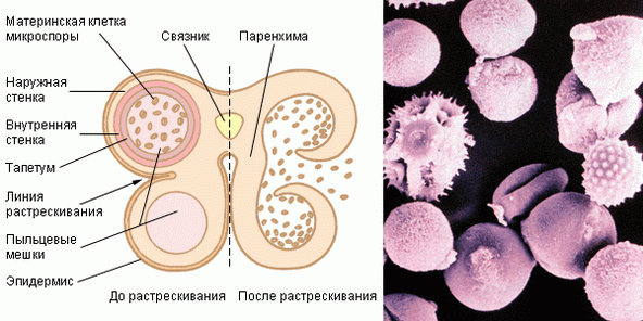 Слева – строение пыльника. Справа – пыльцевые зёрна под микроскопом