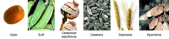 Сухие плоды. Слева направо: орех, боб (горох), семенная коробочка (мак), семянка (подсолнечник), зерновка (пшеница), крылатка (клён)