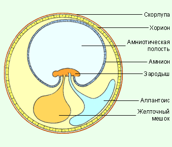 Строение амниотического яйца