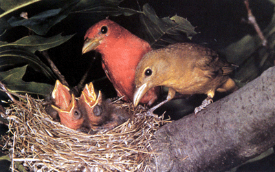 Выкармливание птенцов – непременная часть заботы о потомстве у птиц