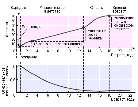 Кривые роста у человека