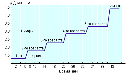 Кривая роста у насекомых