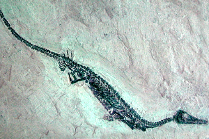 Кости ископаемого мезозавра