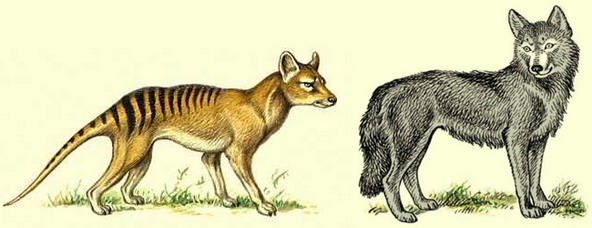 Пример конвергентной эволюции: сумчатый и обычный волки