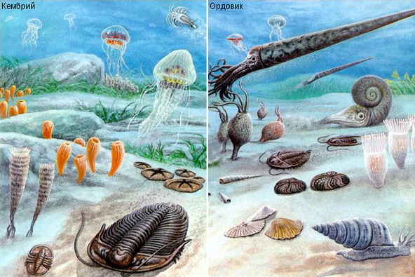 Моря кембрия и ордовика