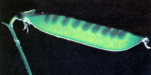 Огородный горох