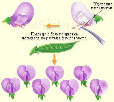 Моногибридное скрещивание на примере гена окраски цветка гороха