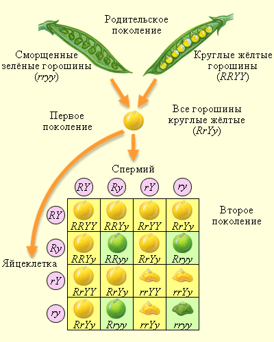Решётка Пеннета