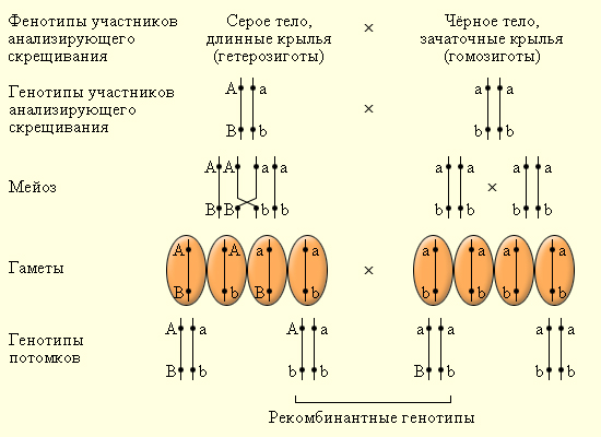 Взаимодействие между генами