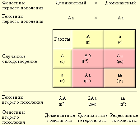 Моногибридное скрещивание на языке частот