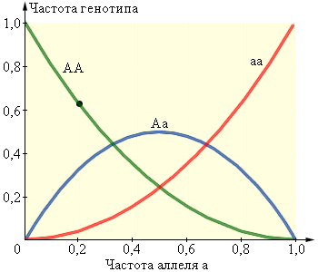 Зависимость между частотами аллелей и генотипов