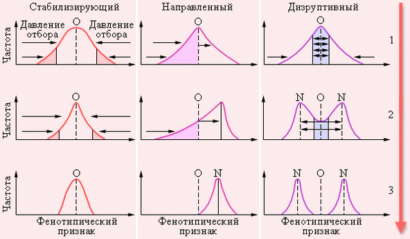 Различные типы отбора