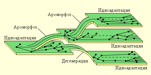 Направления биологического прогресса