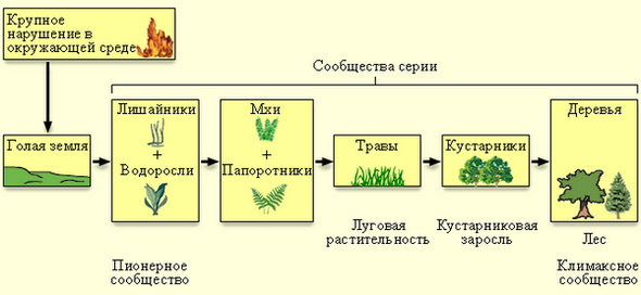 Схема типичной наземной сукцессии