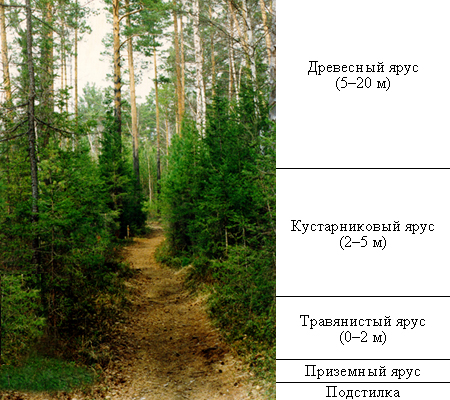 Один из способов уменьшения межвидовой конкуренции – разделение сообщества на ярусы
