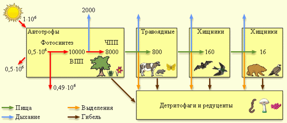 Поток энергии через пастбищную пищевую цепь. Все цифры даны в кДж на метр в квадрате умноженное на год.