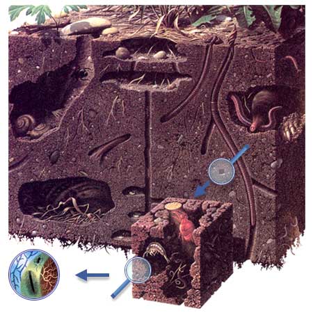 Почва и её обитатели