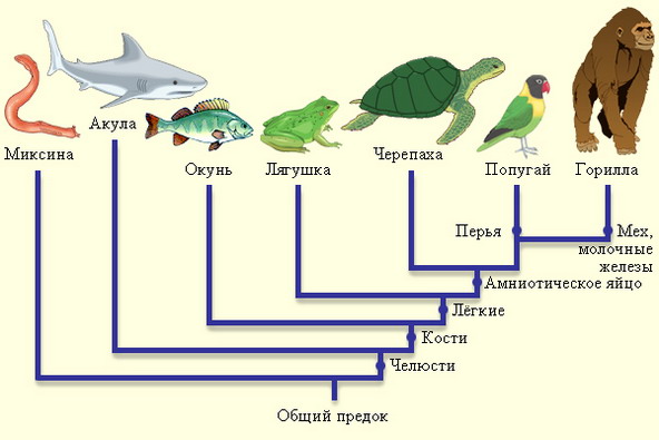 Макроэволюция